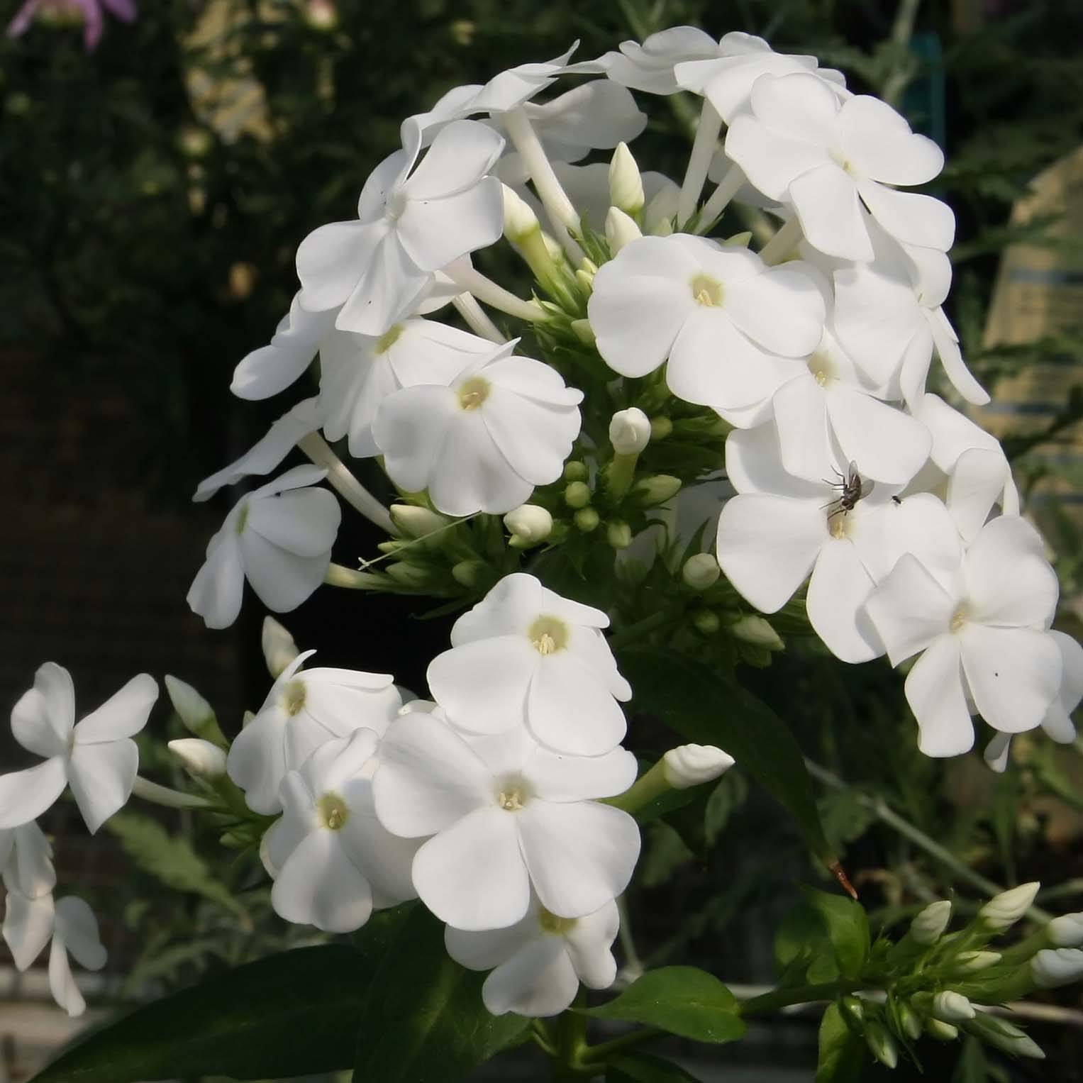 Promesse de Fleurs - Phlox paniculata David Pot de 1,5L/2L