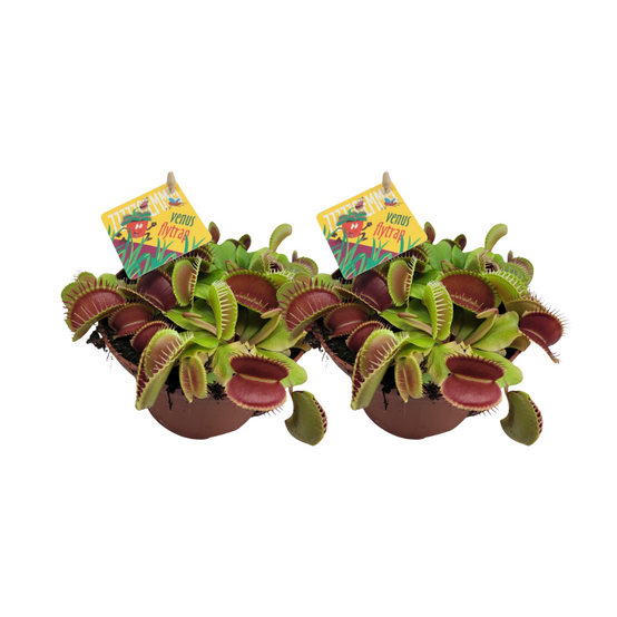 Dionaea Muscipula - H12cm