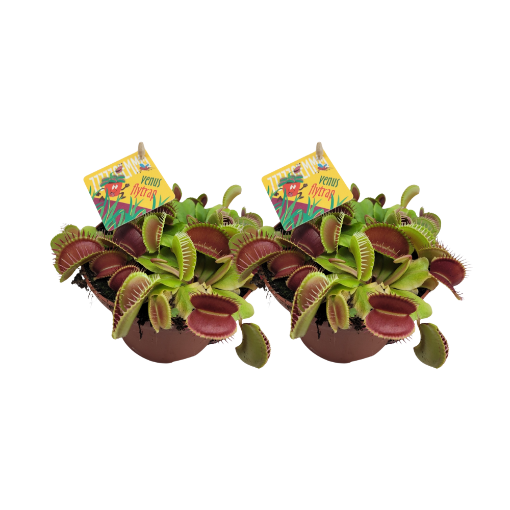 Dionaea Muscipula - H12cm