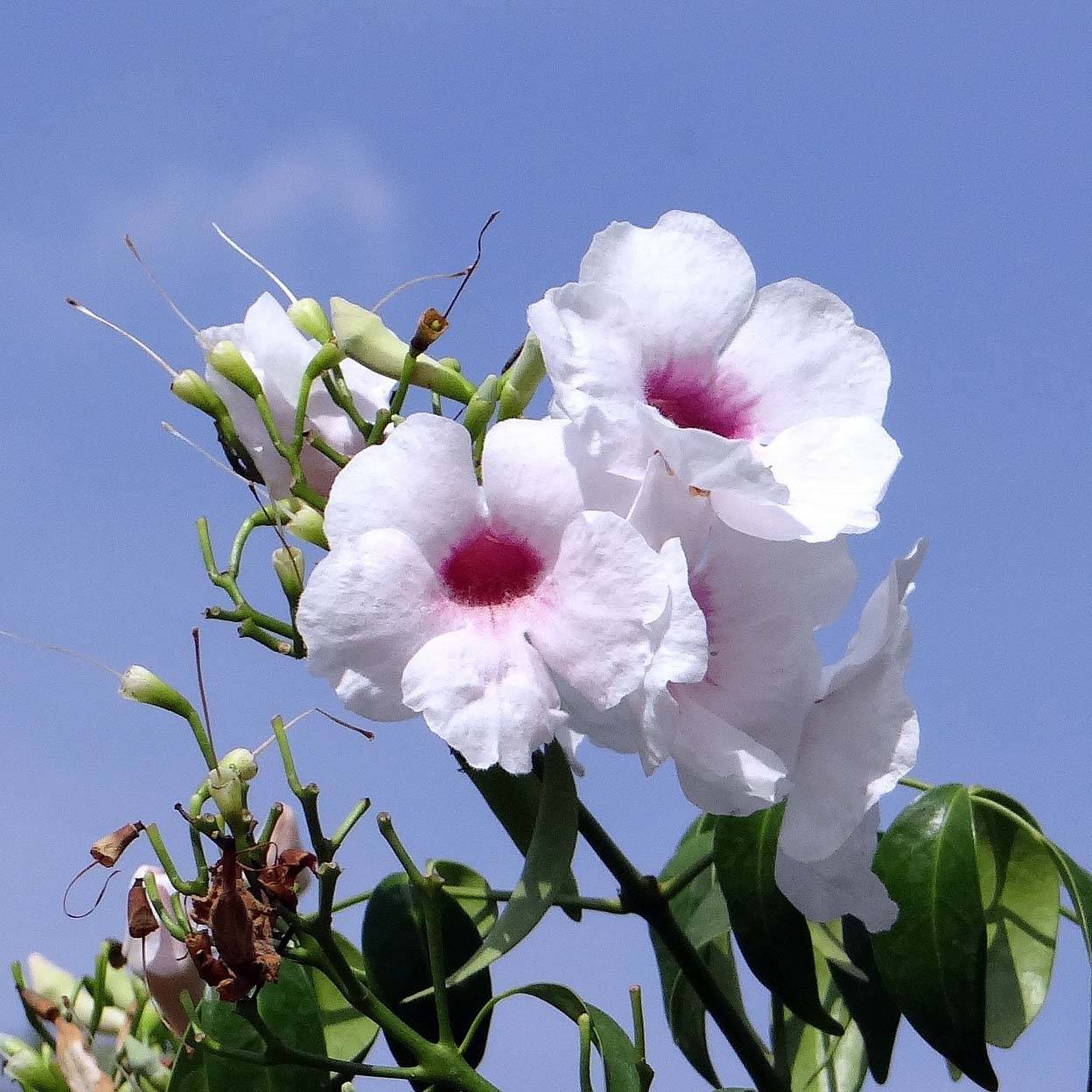 Pandorea jasminoïdes Blanc - Bignone faux jasmin Pot de 2L/3L