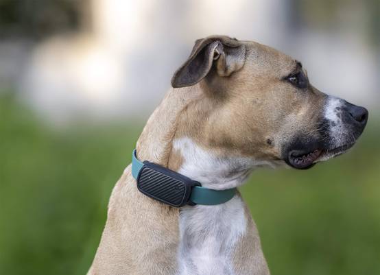 Collier GPS pour chien sans abonnement - Noir / Fauve / Avec Smartdock - Image 2