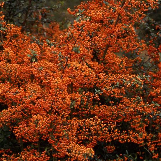 Buisson ardent Saphyr® Orange 'Cadange', Pyracantha à fleurs Blanche - feuillage Persistant - Pot de 3L - 40/60 cm- hauteur à maturité De 1,50 m à 2, - Image 2