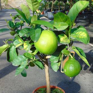 Pamplemousse (Pomelo) - Citrus (x) paradisi Pot de 4L/5L, 1/4 de tige