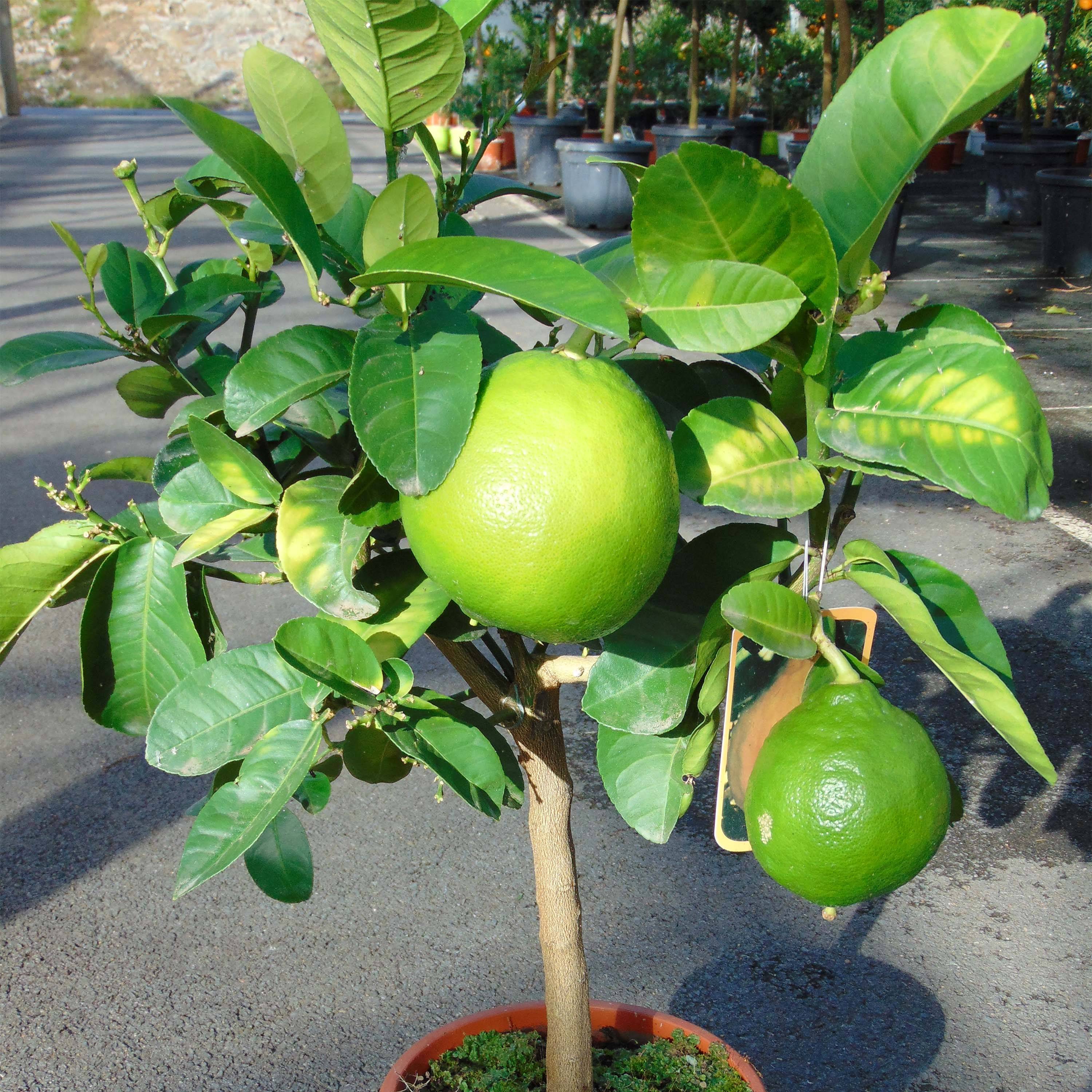 Promesse de Fleurs - Pamplemousse (Pomelo) - Citrus (x) paradisi Pot de 4L/5L, 1/4 de tige