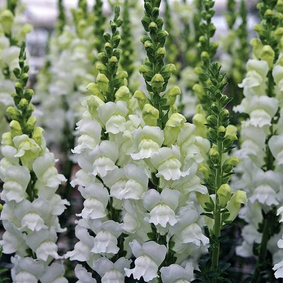 Graines de Muflier Opus III/IV Fresh White - Antirrhinum majus le sachet de 20 graines environ