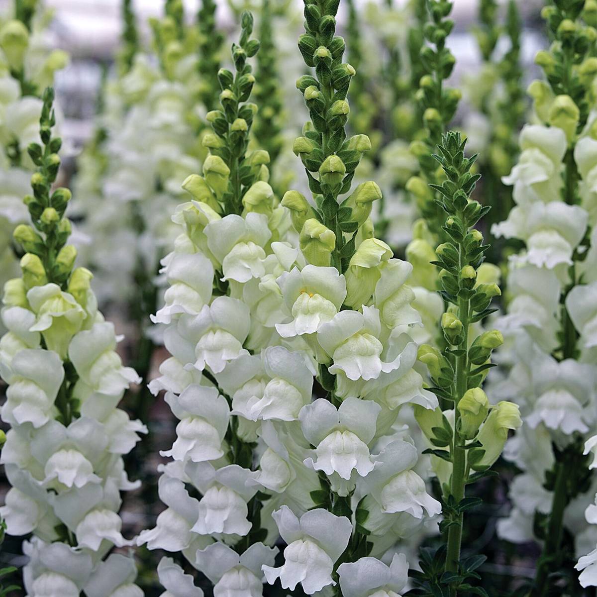 Graines de Muflier Opus III/IV Fresh White - Antirrhinum majus le sachet de 20 graines environ