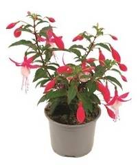 Fuchsia vivace pot 10,5 cm - Image 1