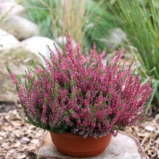 Promesse de Fleurs - Bruyère d'été - Calluna Garden Girls Athene Pot de 1L/1,5L
