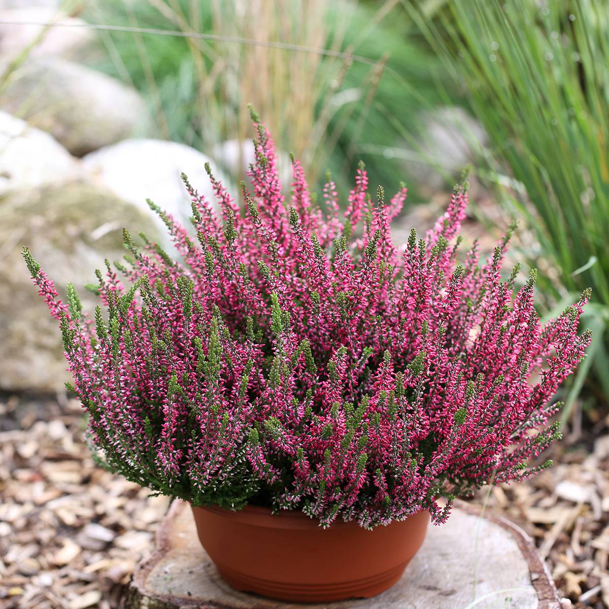 Promesse de Fleurs - Bruyère d'été - Calluna Garden Girls Athene Pot de 1L/1,5L