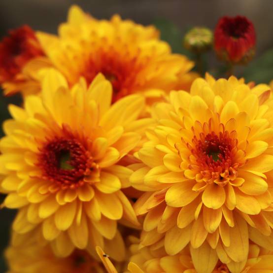 Promesse de Fleurs - Chrysanthème des jardins Bienchen - Chrysanthemum indicum Pot de 2L/3L