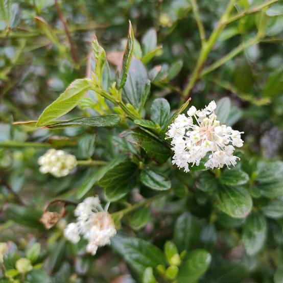 Céanothe Snow Flurries - Lilas de Californie Pot de 2L/3L