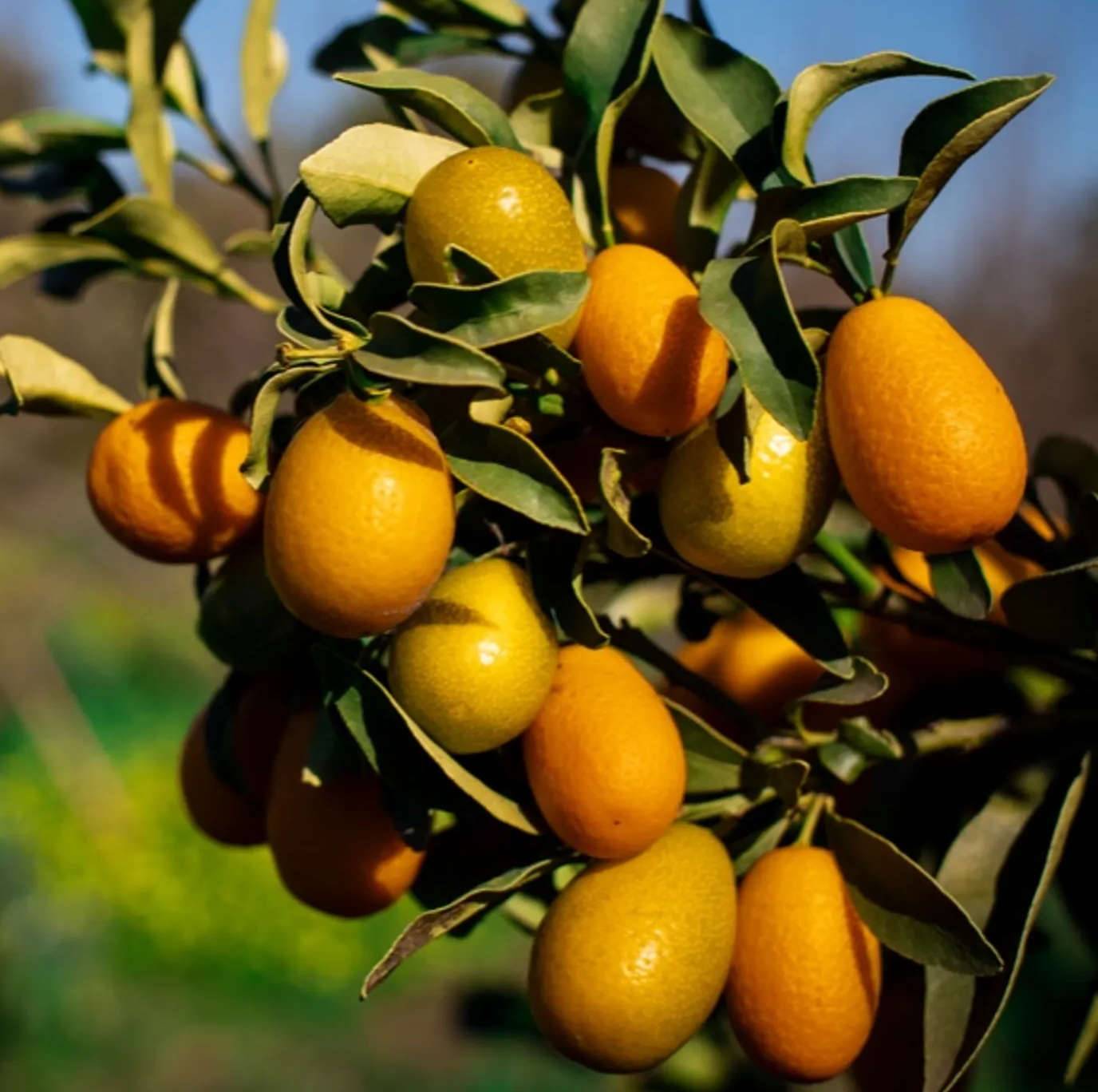 0 - Citrus Kumquat pequeno (Fortunella margarita variété petit fruit gouteux) Pot de 9 litres -140/160 cm