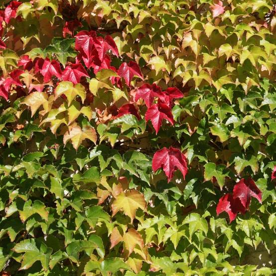 Vigne vierge - Parthenocissus tricuspidata Veitchii Robusta Pot de 2L/3L