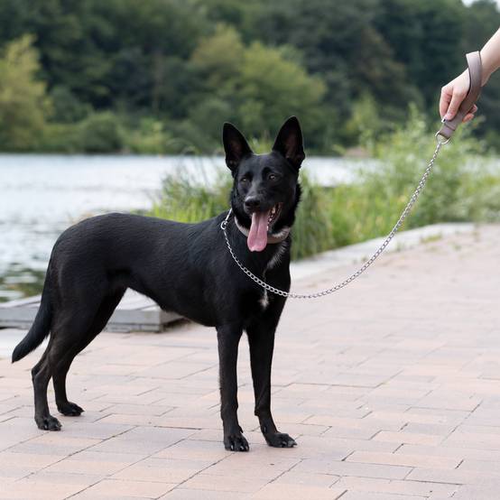 Ferplast - Laisse pour chien Ferplast DAYTONA, Laisse courte pour chiens de taille moyenne/grande, chaîne métallique anti-morsure, poignée confortable en nylon, - Image 3