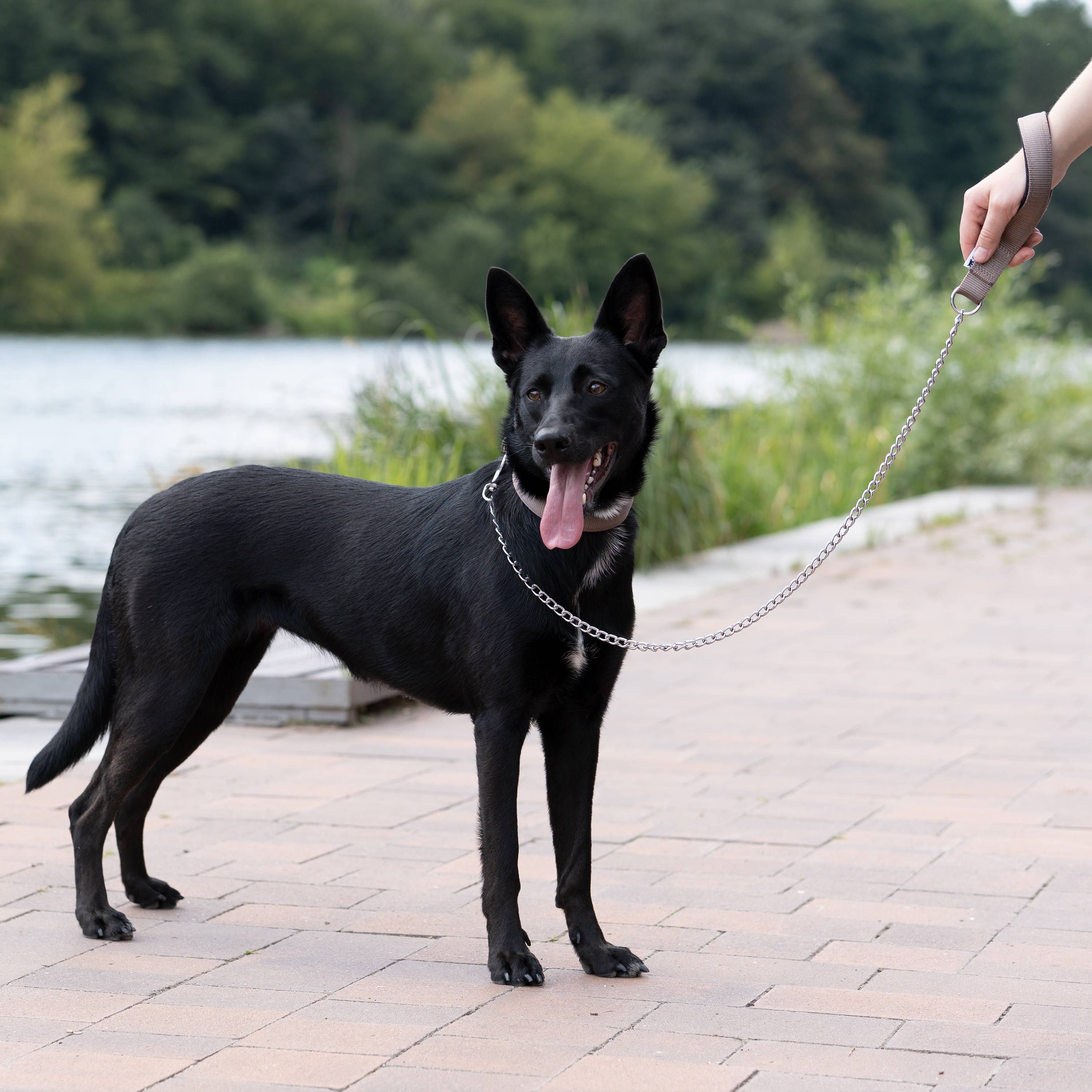 Ferplast - Laisse pour chien Ferplast DAYTONA, Laisse courte pour chiens de taille moyenne/grande, chaîne métallique anti-morsure, poignée confortable en nylon, - Image 3