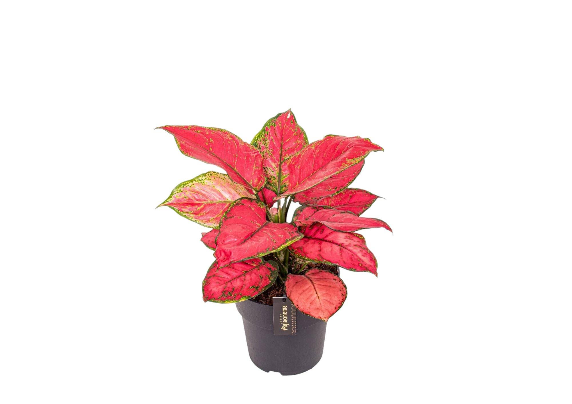 Aglaonema Red Joy 40cm - Plante d'intérieur- La Green Touch