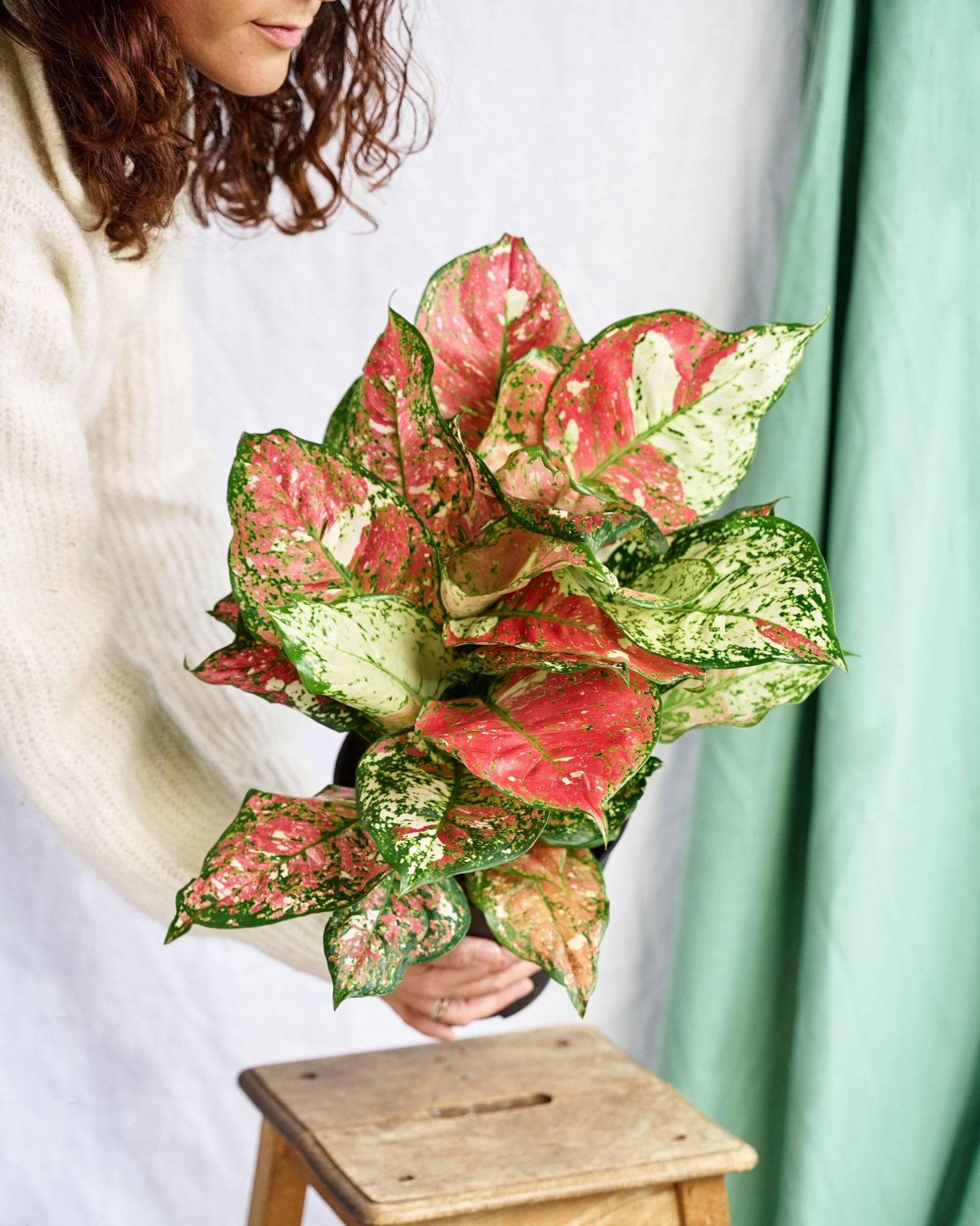 Aglaonema Red Joy 40cm - Plante d'intérieur- La Green Touch - Image 2