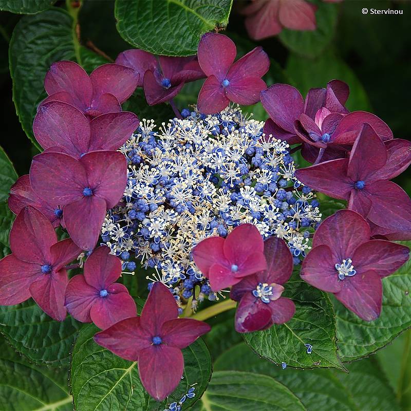 Promesse de Fleurs - Hortensia - Hydrangea macrophylla Buchfink Pot de 2L/3L - Image 1