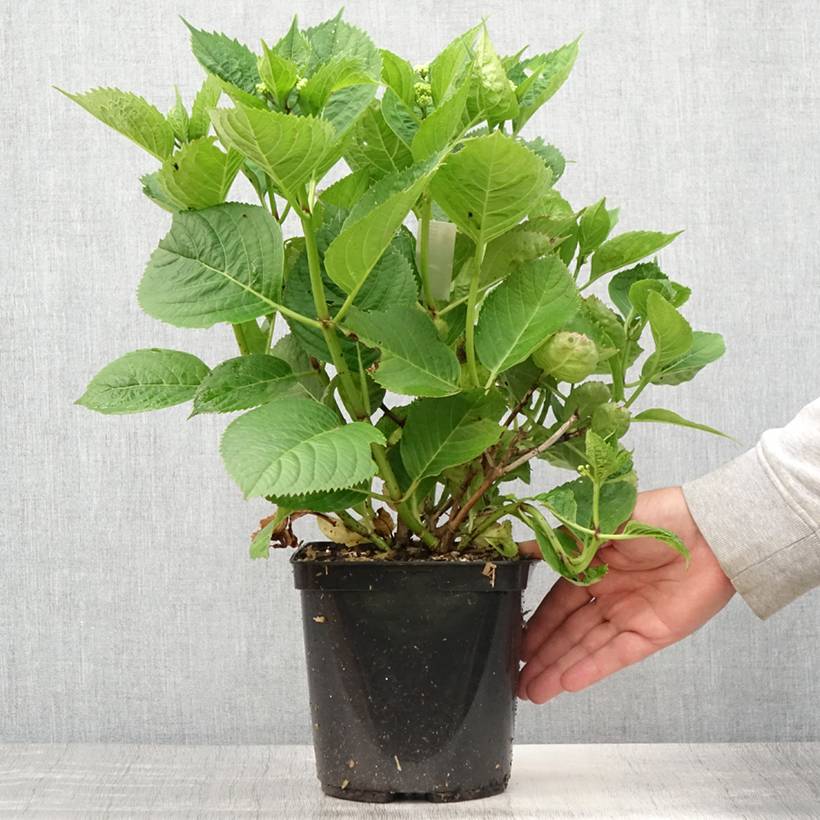 Promesse de Fleurs - Hortensia - Hydrangea macrophylla Buchfink Pot de 2L/3L - Image 2