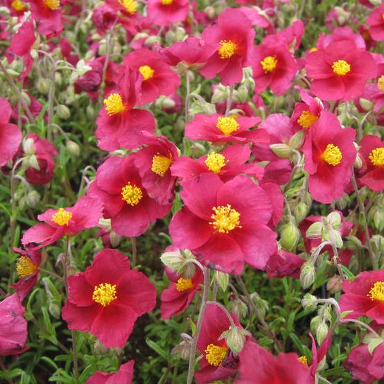 Promesse de Fleurs - Helianthemum Hartswood Ruby - Hélianthème rouge framboise et rubis Godet de 7/8 cm
