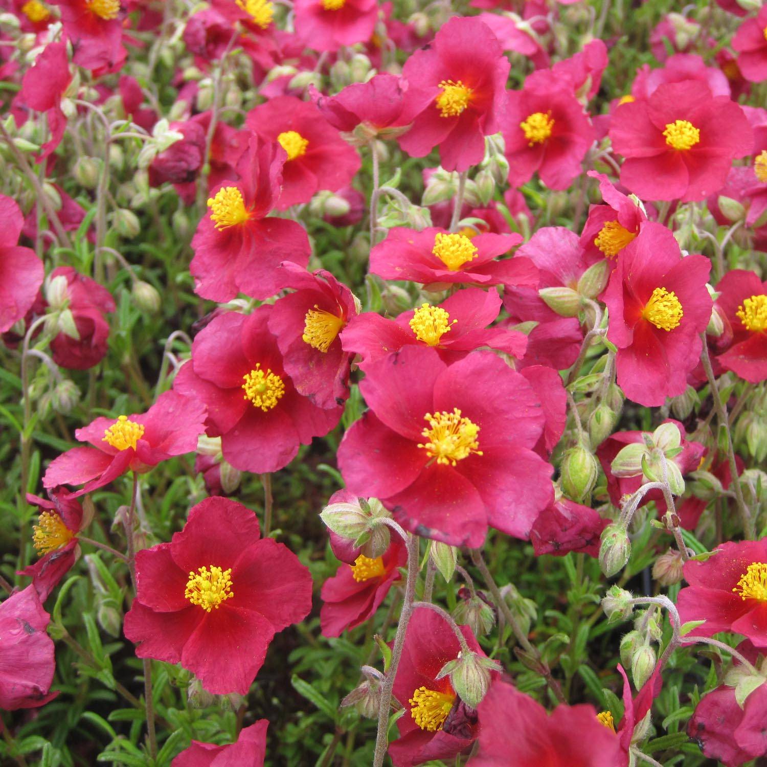 Promesse de Fleurs - Helianthemum Hartswood Ruby - Hélianthème rouge framboise et rubis Godet de 7/8 cm