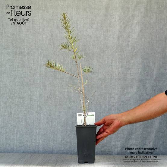 Hippophae rhamnoides Friesdorfer Orange - Argousier Pot de 1,5L/2L - Image 2