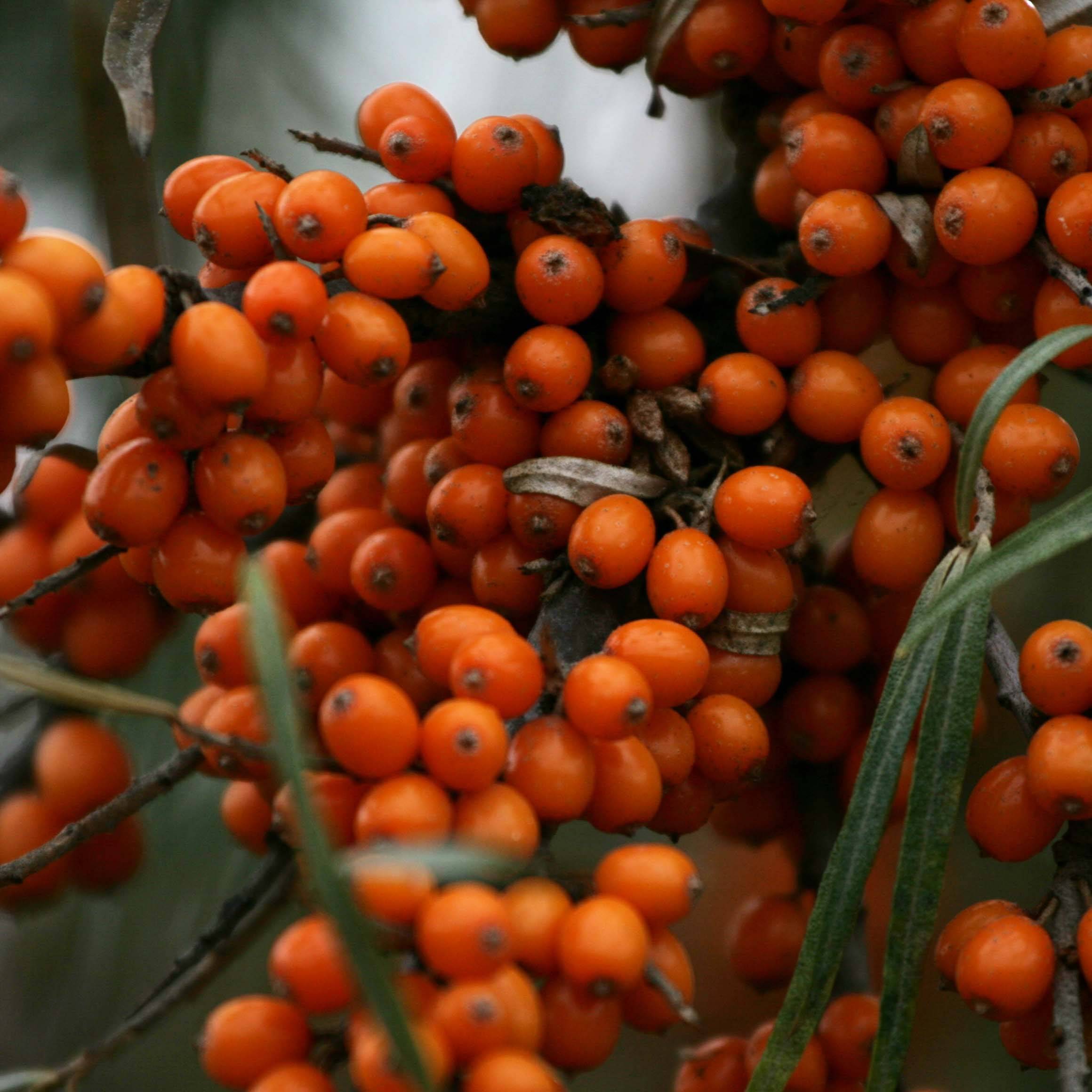 Hippophae rhamnoides Friesdorfer Orange - Argousier Pot de 1,5L/2L - Image 1