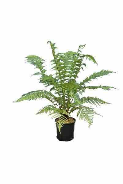 Sans Marque - Dicksonia antartica (fougères arborescentes) Taille:Pot de 5 litres ? 80/100 cm - Image 2