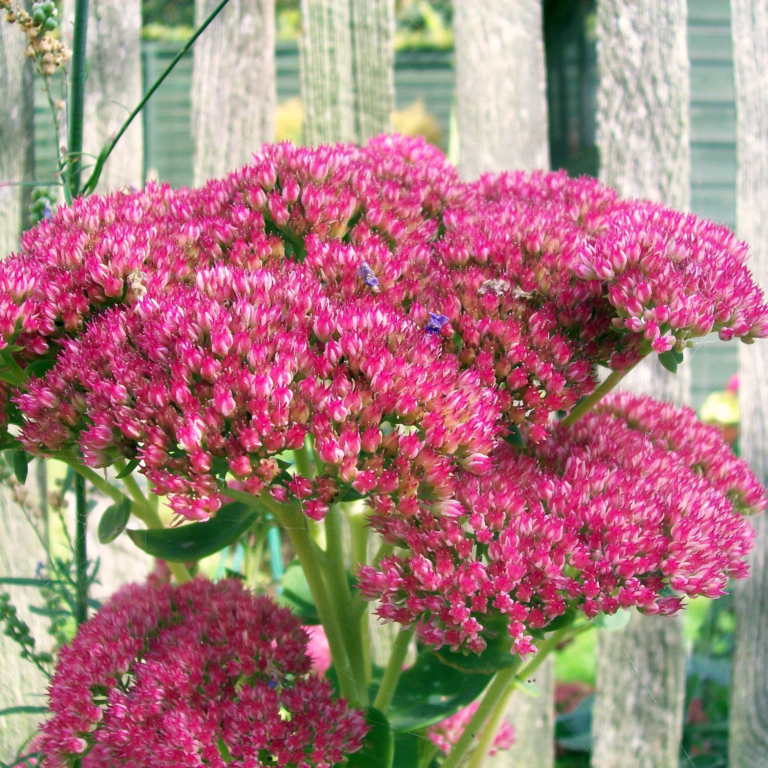 Sedum Herbstfreude ou Autumn Joy Pot de 2L/3L