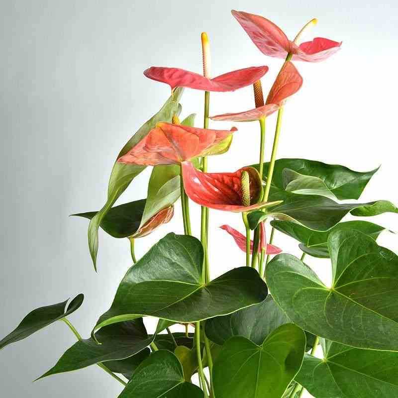 Sans Marque - Anthurium andreanum rosier Colorado (Anthure Flamant Rose, Langue de feu) Taille:Pot de 2 litres - 50/70 cm