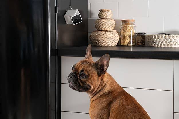 Petcube Pet Cam - Caméra pour animaux de compagnie - Image 4