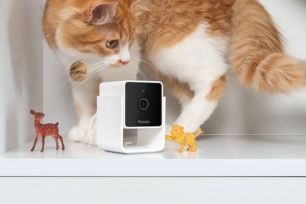 Petcube Pet Cam - Caméra pour animaux de compagnie - Image 3