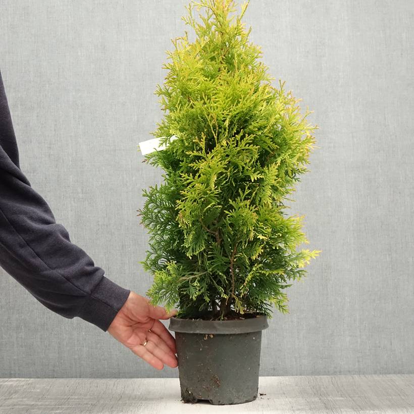 Thuya du Canada - Thuja occidentalis Yellow Ribbon. Pot de 2L/3L - Image 2