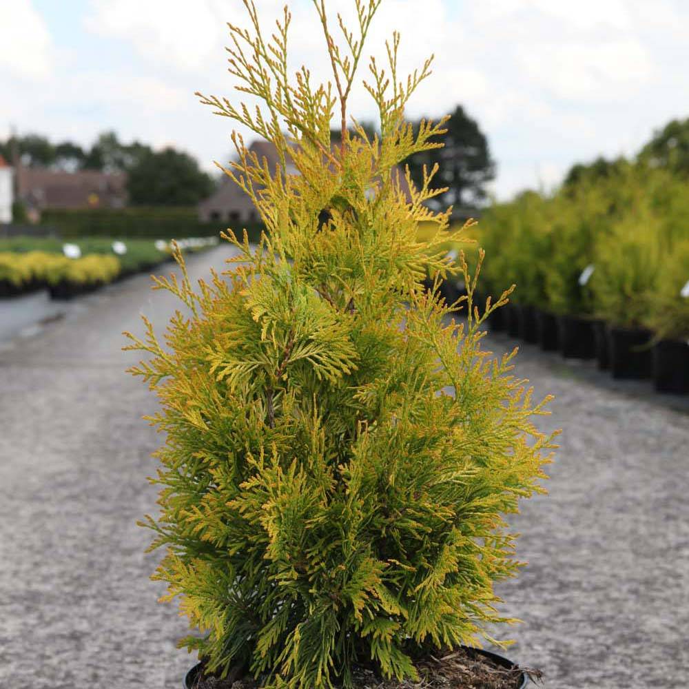 Thuya du Canada - Thuja occidentalis Yellow Ribbon. Pot de 2L/3L - Image 1