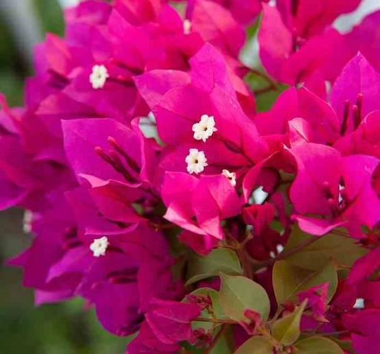 0 - Bougainvillier Bougainvillier 'Mini Thai' (bougainvillier nain) Pot de 25L - 100/125cm - Image 3