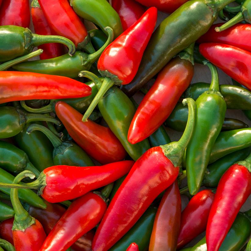 Piment doux Spadi F1 (Création Vilmorin)  - Vilmorin le sachet de 36 graines environ (0.3g)