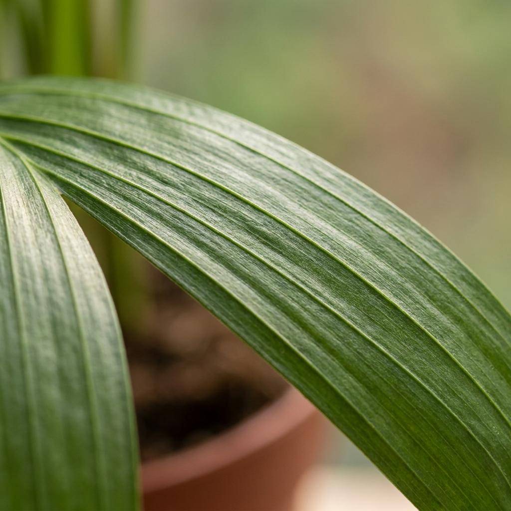 Areca Lutescens - Palmier Areca - Pot de 12cm - 4 plantes - Plantes d'intérieur - Image 4