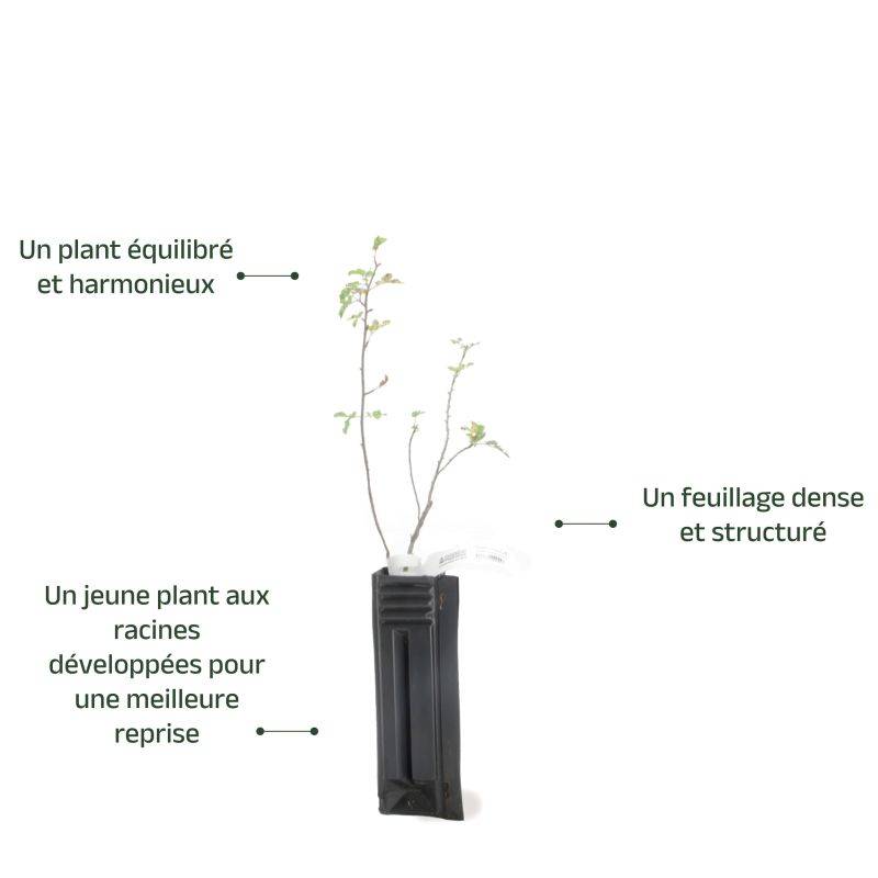 Rosier pimprenelle (Rosa spinosissima) - Godet - Taille 20/40cm - Pépinières Naudet - Image 3
