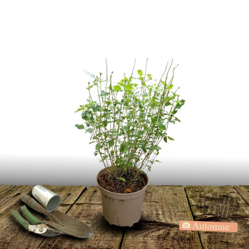 Sauge à petites feuilles Royal Bumble à fleurs Rouge/ - feuillage Caduc - Pot de 3L - 20/40 cm - Image 3
