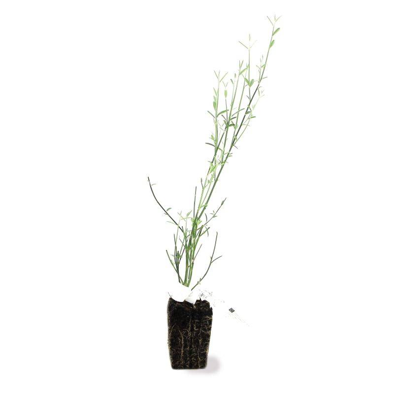 Genêt d'Espagne (Spartium junceum) - Godet - Taille 20/40cm - Pépinières Naudet - Image 2