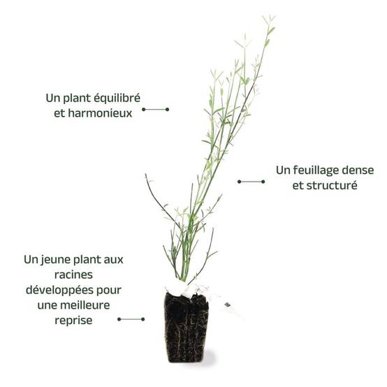 Genêt d'Espagne (Spartium junceum) - Godet - Taille 20/40cm - Pépinières Naudet - Image 3