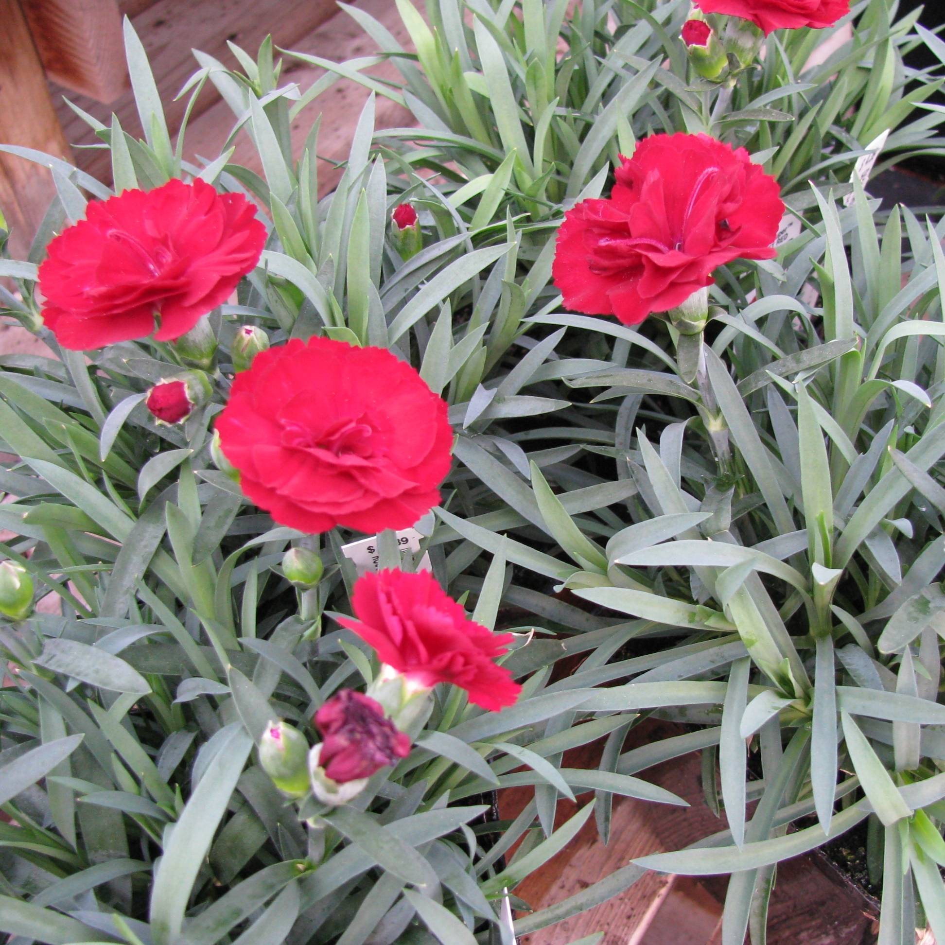 Promesse de Fleurs - Dianthus plumarius Desmond - Oeillet mignardise rouge foncé Godet de 8/9 cm