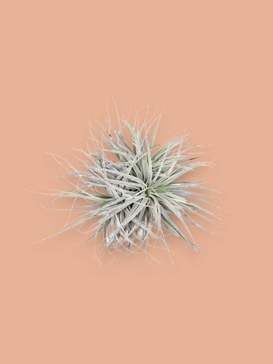 La Green Touch - Tillandsia - L'excentrique 15cm - Plante d'intérieur- La Green Touch - Image 2