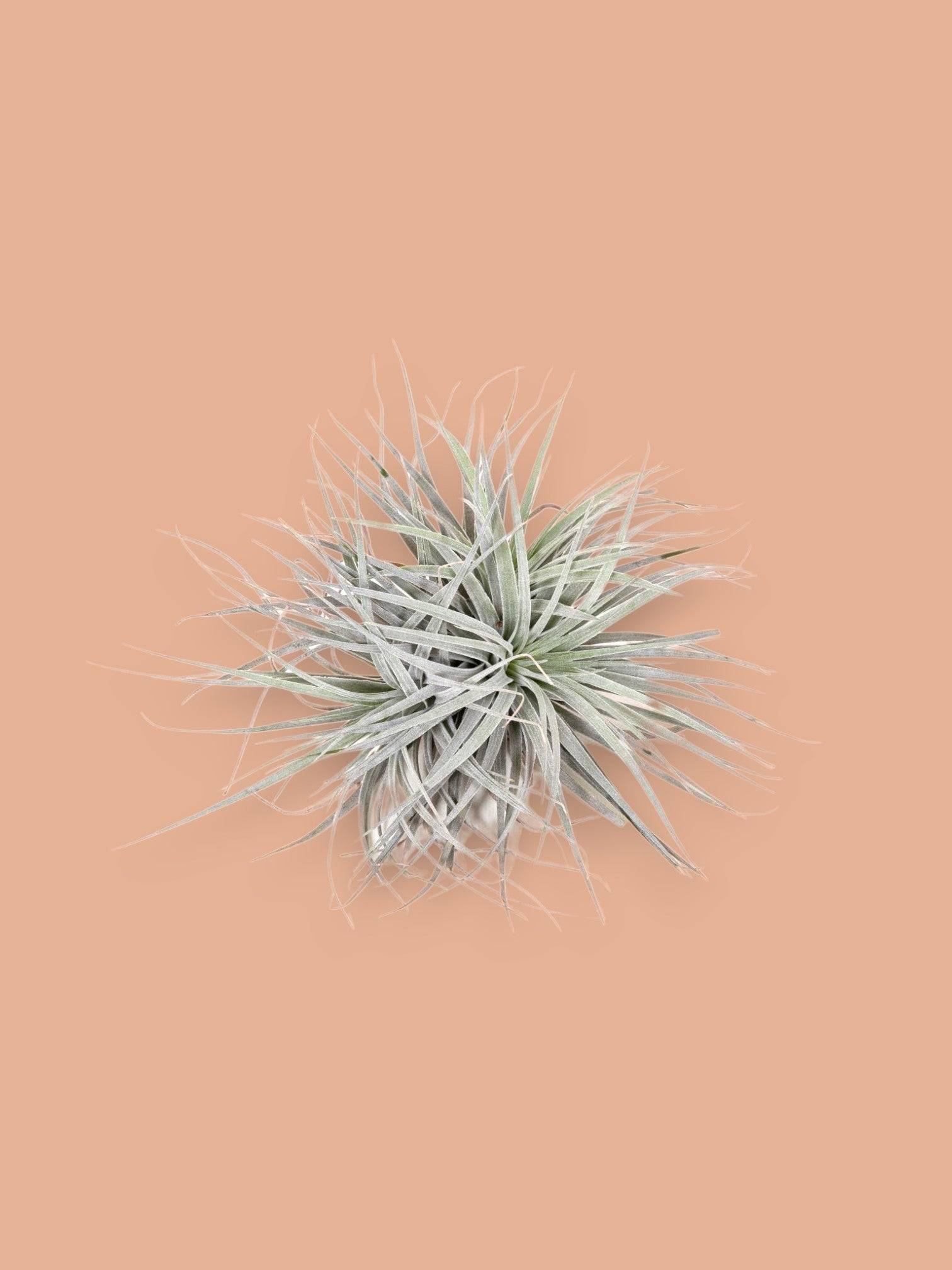 La Green Touch - Tillandsia - L'excentrique 15cm - Plante d'intérieur- La Green Touch - Image 2