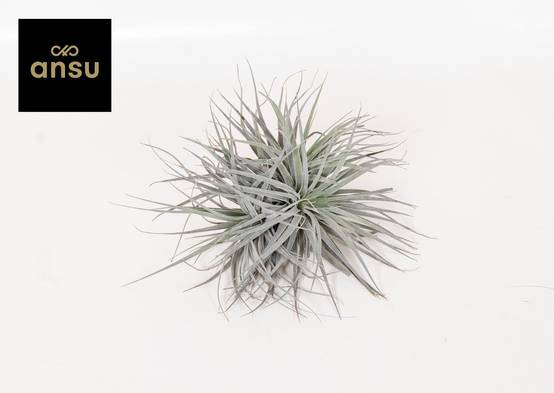 La Green Touch - Tillandsia - L'excentrique 15cm - Plante d'intérieur- La Green Touch - Image 1