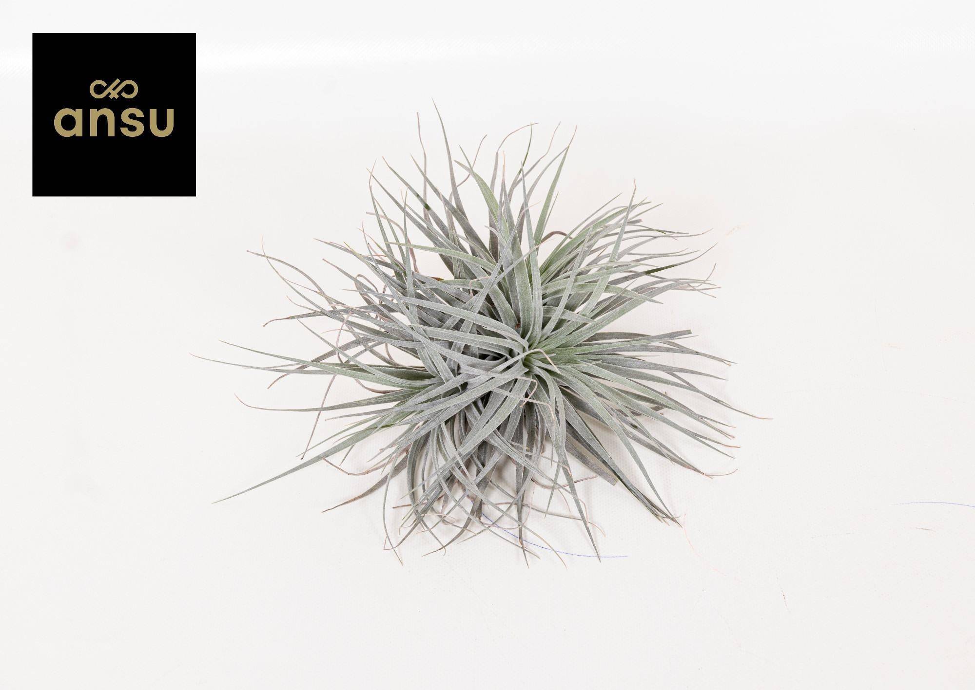 La Green Touch - Tillandsia - L'excentrique 15cm - Plante d'intérieur- La Green Touch