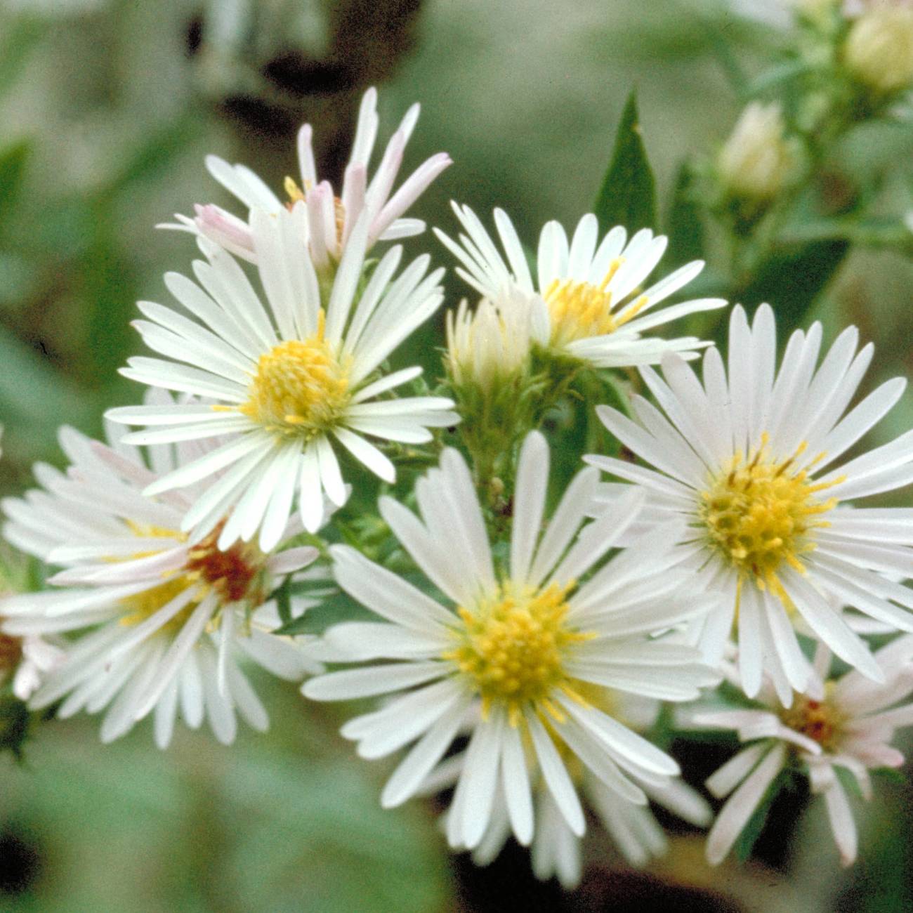Promesse de Fleurs - Aster fausse-bruyère - Aster ericoides Godet de 8/9 cm