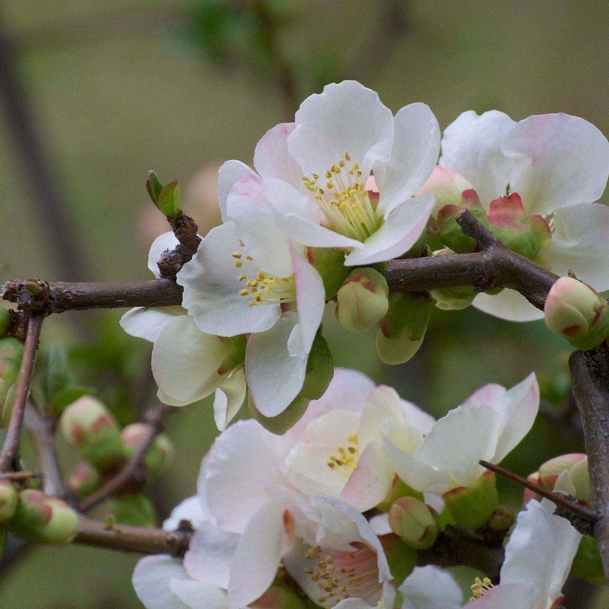 Cognassier du Japon Nivalis à fleurs Blanche - feuillage Caduc - Pot de 7,5L - 60/80 cm-  hauteur à maturité De 3,00 m à 5,00 mm