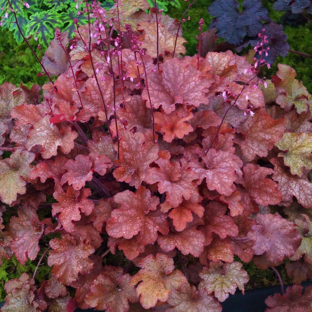 Promesse de Fleurs - Heuchère - Heuchera Indian Summer Cranberry Godet de 8/9 cm