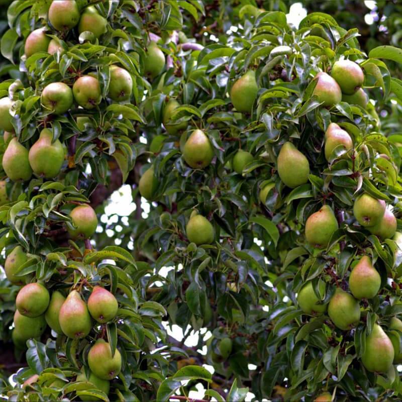 Poirier 'Williams' (Pyrus communis 'Williams') - Scion de 100cm - Pépinières Naudet - Image 5